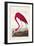 Pl 431 American Flamingo-John James Audubon-Framed Art Print