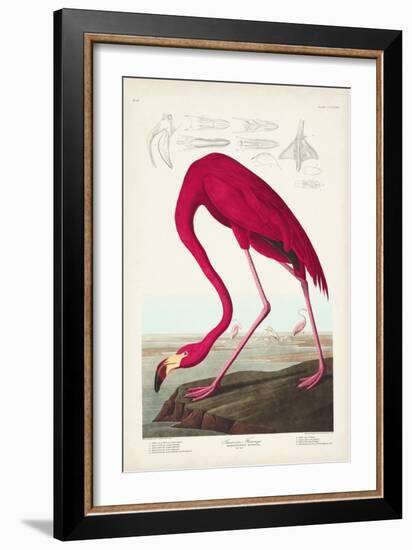 Pl 431 American Flamingo-John James Audubon-Framed Art Print