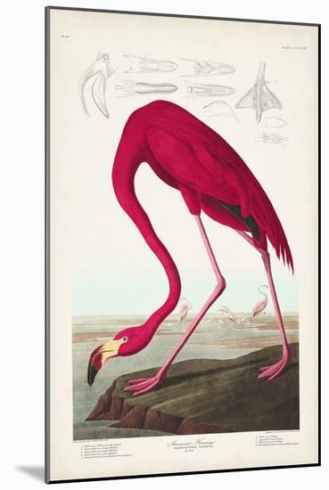 Pl 431 American Flamingo-John James Audubon-Mounted Art Print