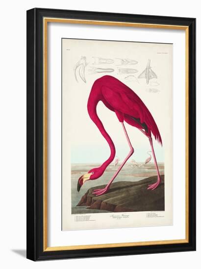 Pl 431 American Flamingo-John James Audubon-Framed Art Print