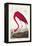 Pl 431 American Flamingo-John James Audubon-Framed Stretched Canvas