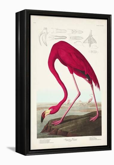 Pl 431 American Flamingo-John James Audubon-Framed Stretched Canvas