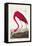 Pl 431 American Flamingo-John James Audubon-Framed Stretched Canvas