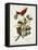 Pl 44 Summer Red Bird-John Audubon-Framed Stretched Canvas