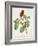 Pl 5 Bonaparte's Flycatcher-John Audubon-Framed Art Print