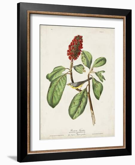 Pl 5 Bonaparte's Flycatcher-John Audubon-Framed Art Print
