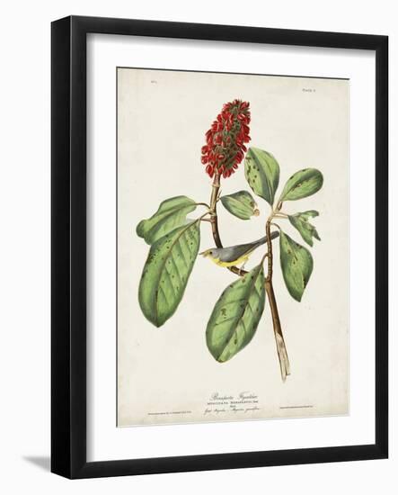 Pl 5 Bonaparte's Flycatcher-John Audubon-Framed Art Print