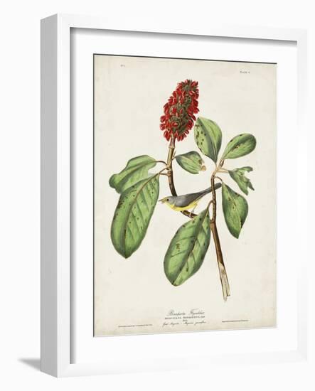 Pl 5 Bonaparte's Flycatcher-John Audubon-Framed Art Print