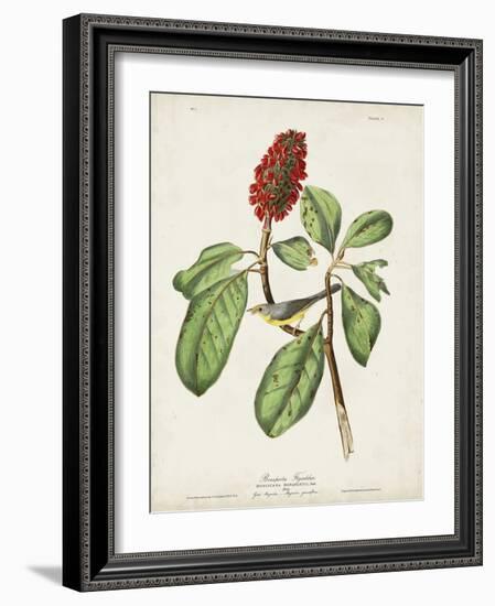 Pl 5 Bonaparte's Flycatcher-John Audubon-Framed Art Print