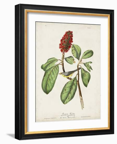 Pl 5 Bonaparte's Flycatcher-John Audubon-Framed Art Print