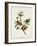 Pl 53 Painted Finch-John Audubon-Framed Art Print