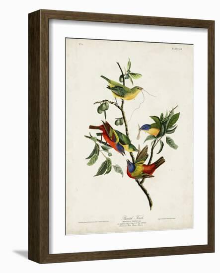 Pl 53 Painted Finch-John Audubon-Framed Art Print