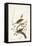 Pl. 58 Hermit Thrush-John Audubon-Framed Stretched Canvas