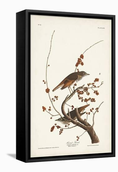 Pl. 58 Hermit Thrush-John Audubon-Framed Stretched Canvas