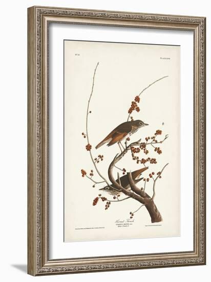 Pl. 58 Hermit Thrush-John Audubon-Framed Art Print