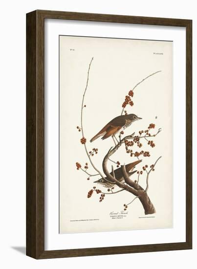 Pl. 58 Hermit Thrush-John Audubon-Framed Art Print