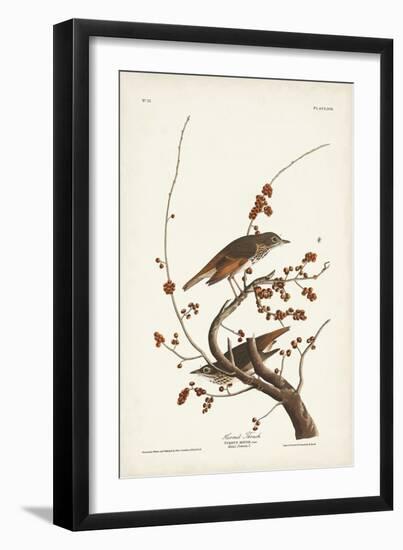 Pl. 58 Hermit Thrush-John Audubon-Framed Art Print