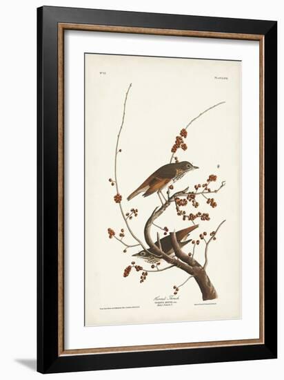 Pl. 58 Hermit Thrush-John Audubon-Framed Art Print