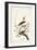 Pl. 58 Hermit Thrush-John Audubon-Framed Art Print