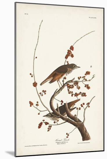 Pl. 58 Hermit Thrush-John Audubon-Mounted Art Print