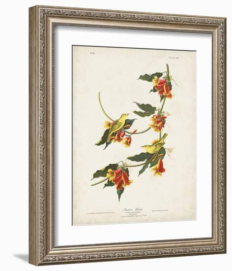 Pl 65 Rathbone Warbler-John James Audubon-Framed Art Print