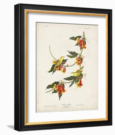 Pl 65 Rathbone Warbler-John James Audubon-Framed Art Print