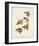 Pl 65 Rathbone Warbler-John James Audubon-Framed Art Print