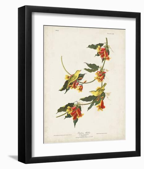 Pl 65 Rathbone Warbler-John James Audubon-Framed Art Print