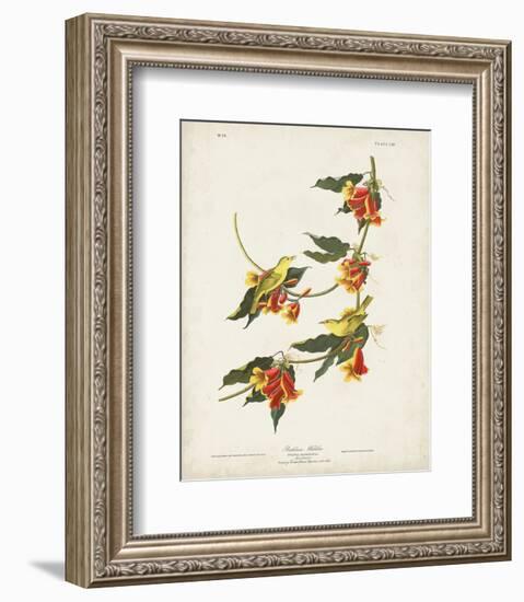 Pl 65 Rathbone Warbler-John James Audubon-Framed Art Print