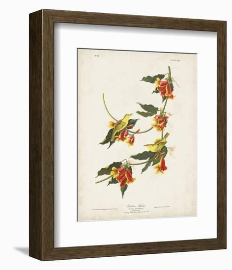 Pl 65 Rathbone Warbler-John James Audubon-Framed Art Print