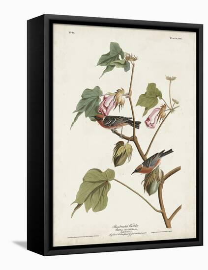 Pl 69 Bay-breasted Warbler-John Audubon-Framed Stretched Canvas