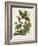 Pl 82 Whip-poor Will-John Audubon-Framed Art Print