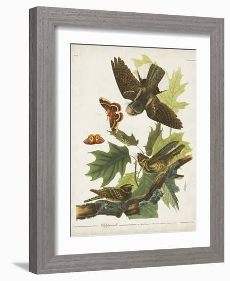 Pl 82 Whip-poor Will-John Audubon-Framed Art Print