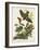 Pl 82 Whip-poor Will-John Audubon-Framed Art Print