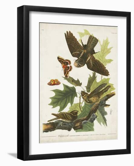 Pl 82 Whip-poor Will-John Audubon-Framed Art Print