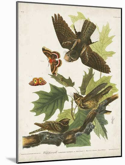 Pl 82 Whip-poor Will-John Audubon-Mounted Art Print