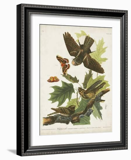 Pl 82 Whip-poor Will-John Audubon-Framed Art Print