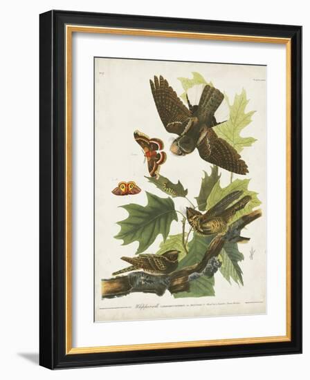 Pl 82 Whip-poor Will-John Audubon-Framed Art Print