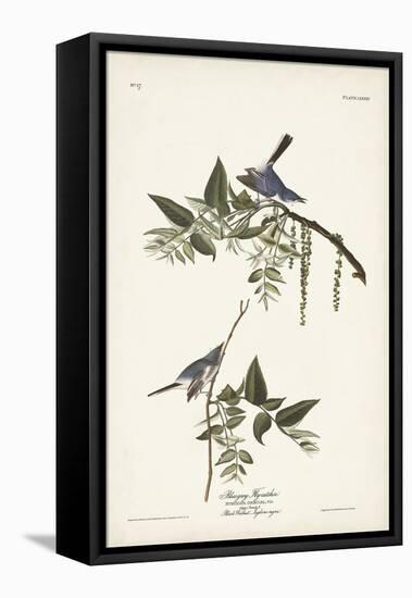 Pl. 84 Bluegrey Flycatcher-John Audubon-Framed Stretched Canvas