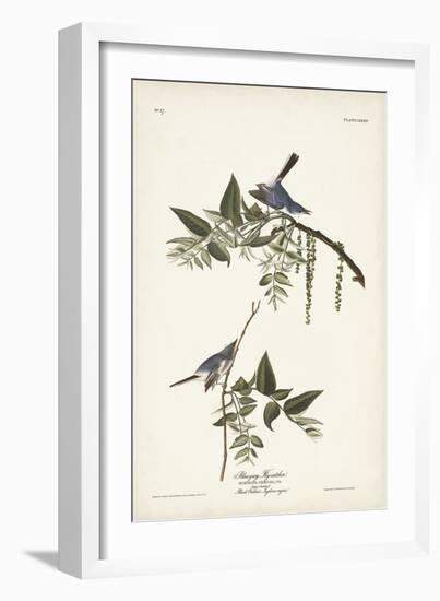 Pl. 84 Bluegrey Flycatcher-John Audubon-Framed Art Print