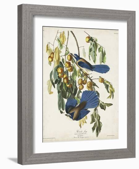 Pl 87 Florida Jay-John Audubon-Framed Art Print