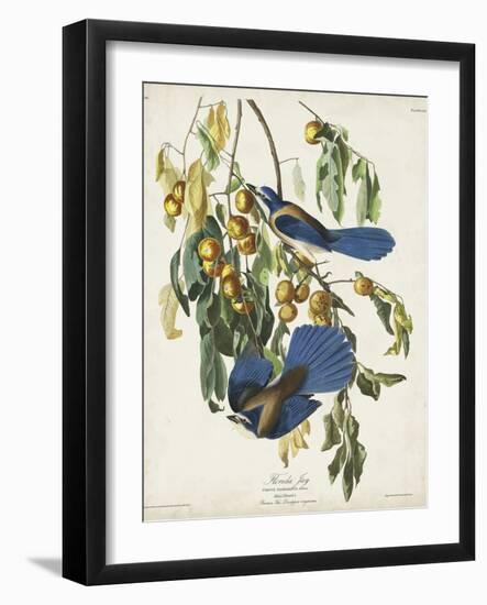 Pl 87 Florida Jay-John Audubon-Framed Art Print