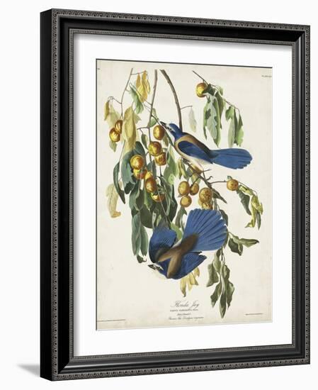 Pl 87 Florida Jay-John Audubon-Framed Art Print