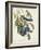 Pl 87 Florida Jay-John Audubon-Framed Art Print