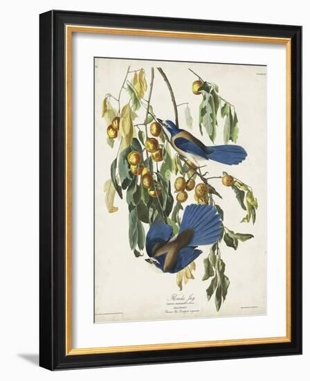 Pl 87 Florida Jay-John Audubon-Framed Art Print