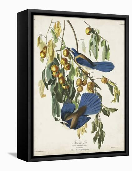 Pl 87 Florida Jay-John Audubon-Framed Stretched Canvas