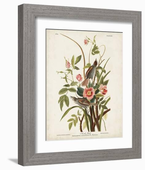 Pl 93 Seaside Finch-John James Audubon-Framed Art Print