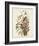 Pl 93 Seaside Finch-John James Audubon-Framed Art Print