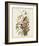 Pl 93 Seaside Finch-John James Audubon-Framed Art Print