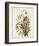 Pl 93 Seaside Finch-John James Audubon-Framed Art Print